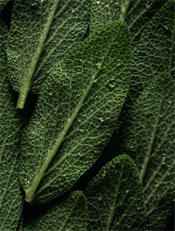 Microbiome Prebiotics Face Mist - BARESKIN